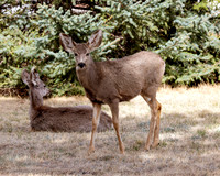 A-deer-017