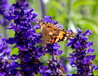 A-butterfly-006 copy