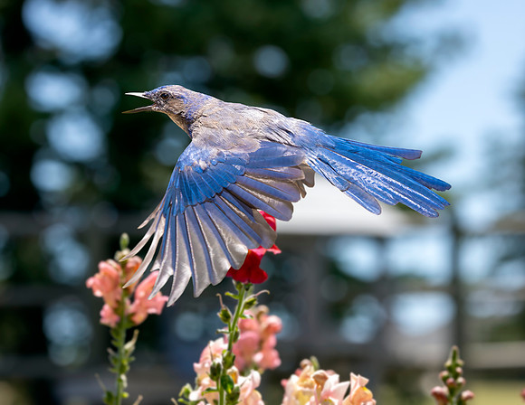 A-bird-079