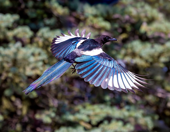 A-bird-047