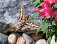 A-insect-018 hummimg bird hawk moth