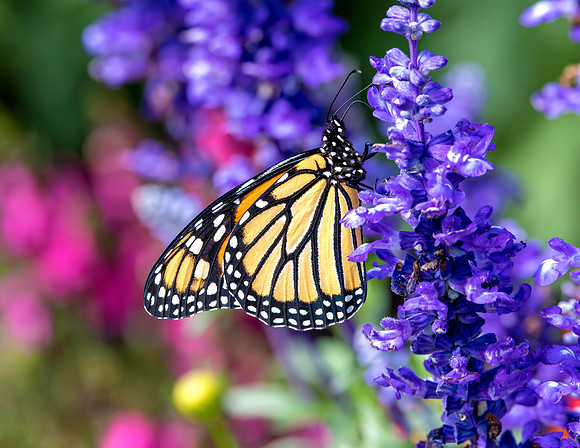 A-butterfly-027 copy