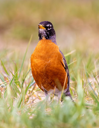 A-bird-065