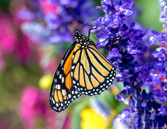 A-butterfly-025 copy