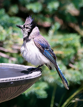 A-bird-043