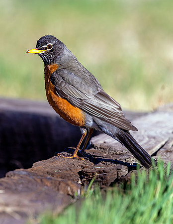 A-bird-034