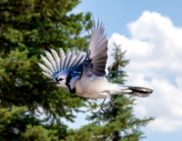 A-bird-003