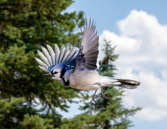A-bird-003