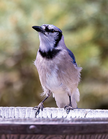 A-bird-038