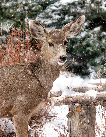 A-deer-021