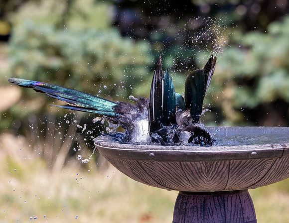 A-bird-054