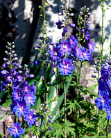 flower-015 A copy