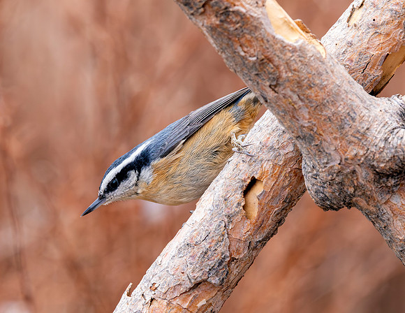 A-bird-031