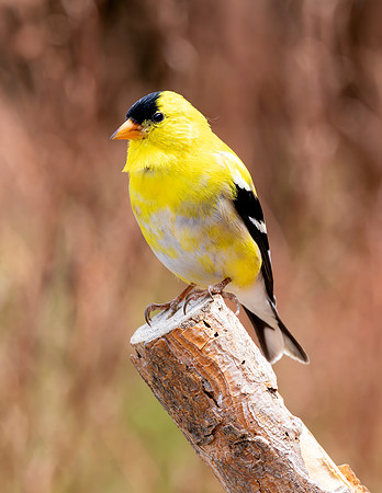 A-bird-074