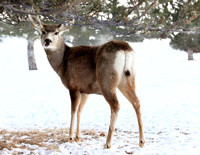 A-deer-007