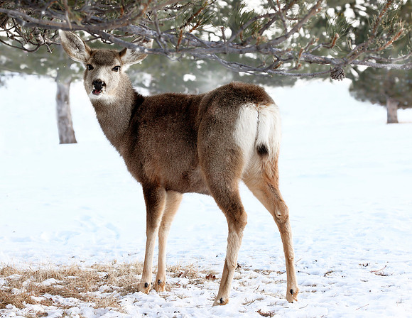 A-deer-007