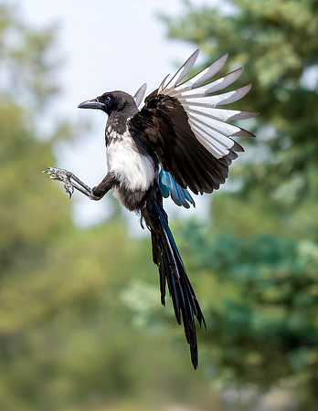 A-bird-099