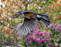 A-bird-019