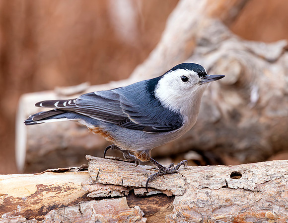 A-bird-028