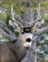 A-deer-014