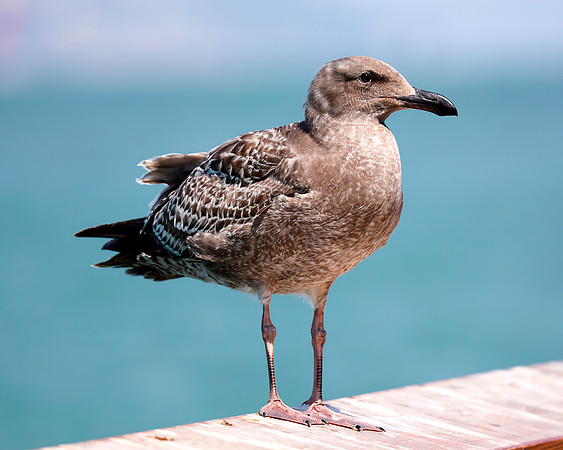 A-bird-041