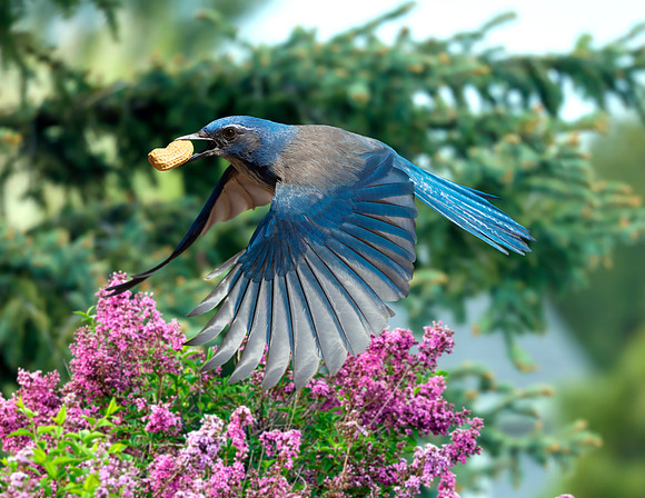 A-bird-102
