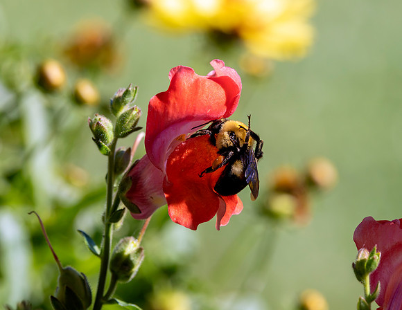 A-insect-021 bee