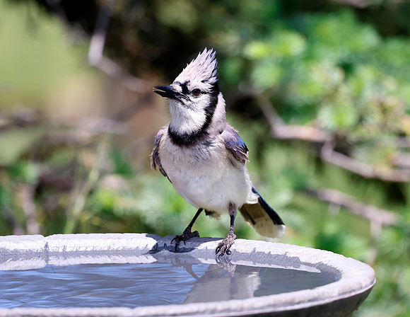 A-bird-062