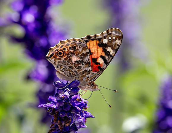 A-butterfly-007 copy