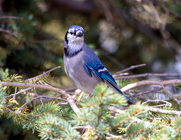 A-bird-092