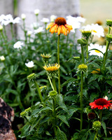 flower-002 A copy