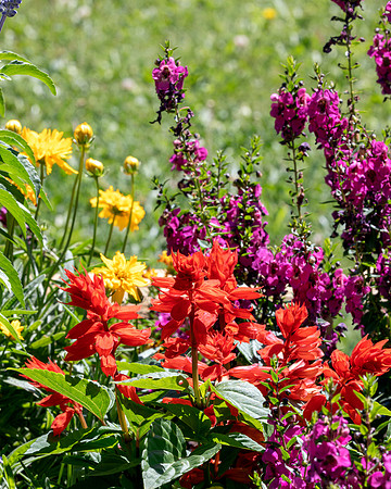 flower-031 A copy