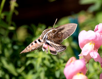 A-insect-017 hummimg bird hawk moth