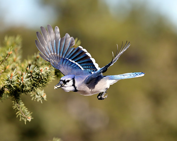 A-bird-073