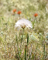 flower-001 A copy