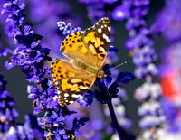 A-butterfly-011 copy