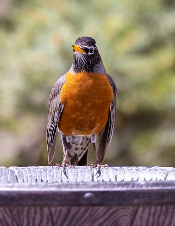 A-bird-032