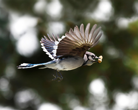 A-bird-055