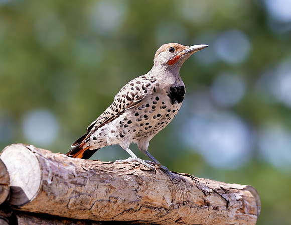 A-bird-083