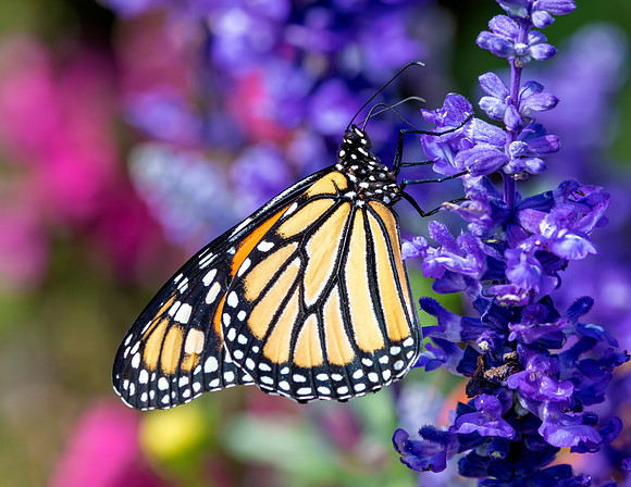 A-butterfly-028 copy