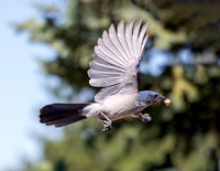 A-bird-002