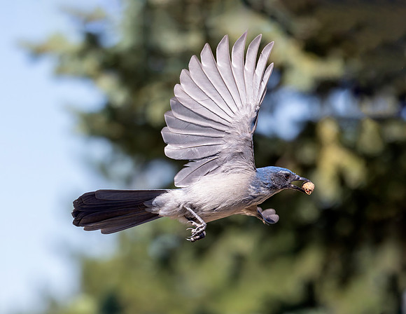 A-bird-002