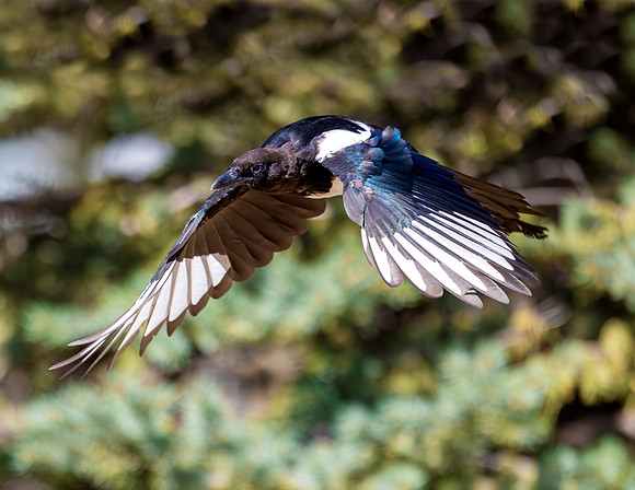 A-bird-022