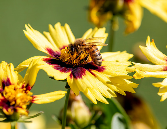 A-insect-022 bee