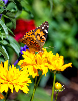 A-butterfly-010 copy