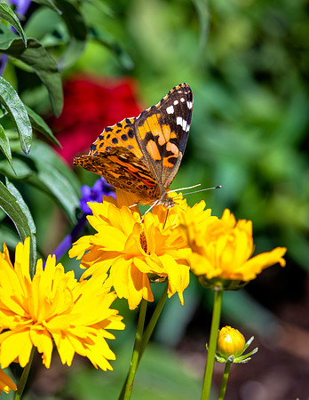 A-butterfly-010 copy