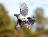 A-bird-009