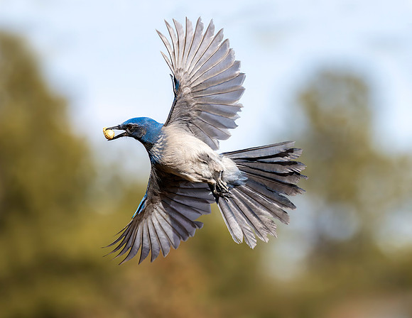 A-bird-009