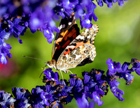 A-butterfly-018 copy