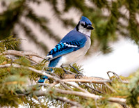 A-bird-012